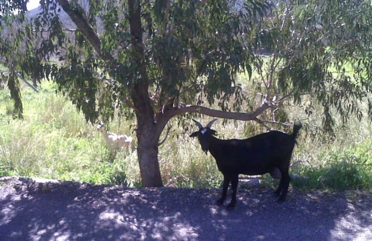 Goat-under-a-tree-in-Tilos.jpg